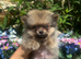 Ultra Tiny Teddybear Pomeranian Boy