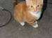 Ginger me kitten