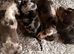 Stunning Miniature Dachsund Puppies