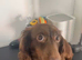 KC mini dachshund long hair girl