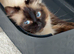 Ragdoll cat