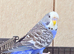 Beautiful young budgies available
