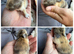 Pure bred quality mini lops