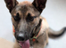 German/ Dutch shepherd x border collie
