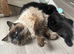 Cute mix ragdoll and BS champions are  for you