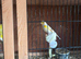Canaries for sale due to health issues