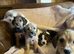 Poogles beagle x mini poodle