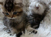 Lovely kittens