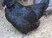 Araucana hatching eggs ( Large, tailed) Blue, blue/green.