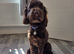 Beautiful Chocolate Cockapoo pup