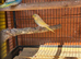 Budgies