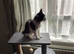 Not allowed pets in new place