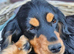 Black and Tan Cocker Spaniel