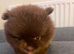 Chocolate pomeranian boy unique lines