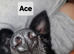 ACE, OLLIE & CHESTER - LOOKING FOR THEIR FOREVER HOMES