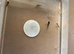 axolotl babies