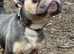 Blue & tan French bulldog