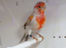 2 x Red mosaic canaries