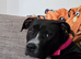 Roxy - staffy mix - needing a loving home asap