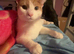 Ginger & White Male cat
