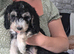 READY NOW - 1 Gorgeous Female Cockapoo Puppy Remaining