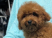Adorable Asian red toy poodles