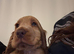 Show Cocker for sale
