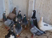 Racing pigeons
