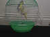 Bird cages brand new