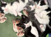 3 loving beautiful kittens ready 15th