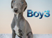 Beautiful blue whippet puppies