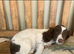 Male springer spaniel