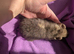 Teddy guinea pig boars available soon