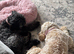 Two cockapoo girls