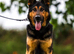 EXPERIENCED HANDLER REQUIRED