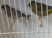 Stunning pair of green finches