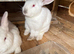 12weeks Old California rabbits