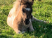 Miniature Shetland Colt