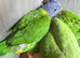 Hand-Reared Rainbow Lorikeet