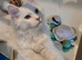 solid white Maine Coon boy and girl TICA