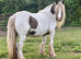 Shire X Traditional Filly to make over 15.0 hh
