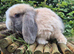 Mini lop doe ready now