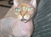 Elf eared female sphynx