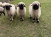 Valais Blacknose Ewes looking for new home