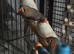Two proven pairs of zebra finches no cage
