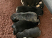 7 beautiful French bulldog pups
