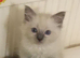 Ragdoll kittens fully vaccinated registered and insured £500
