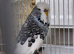 exhibition budgie
