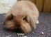 Lop lionhead for sale