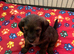 Gorgeous Jackappoo puppies